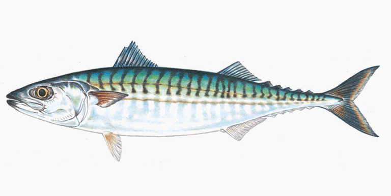 Omega-3 helpful in depression treatment
