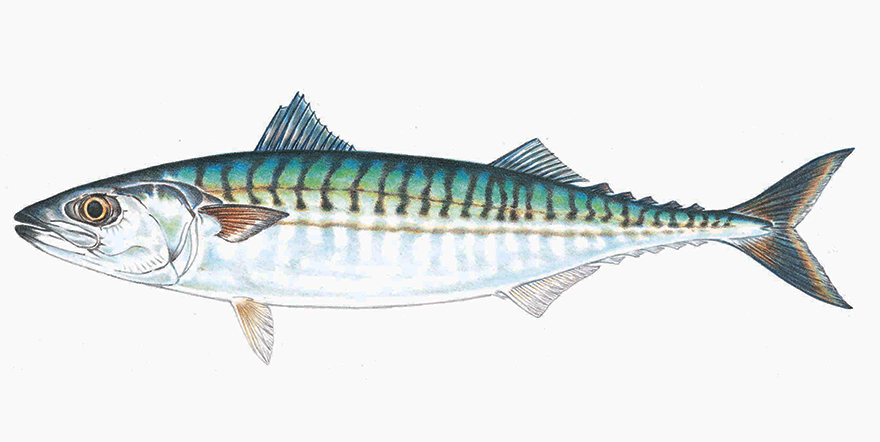 Drawing of a mackerel