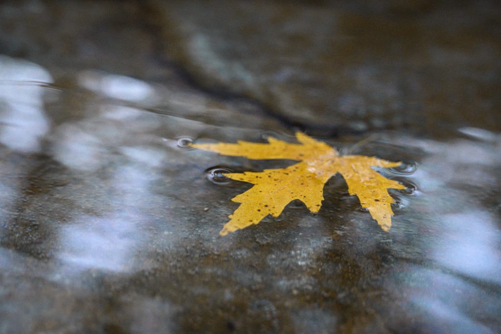 Photo of leaf floating on water