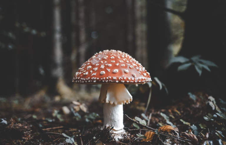 Fantastic Fungi