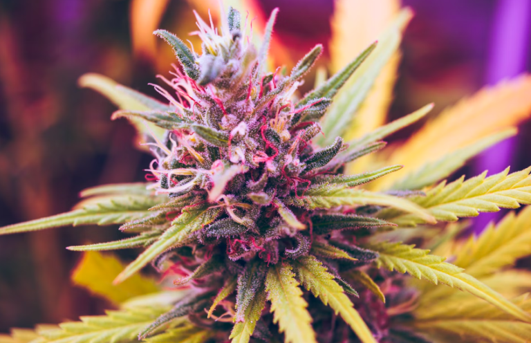 Cannabis Use and Psychosis