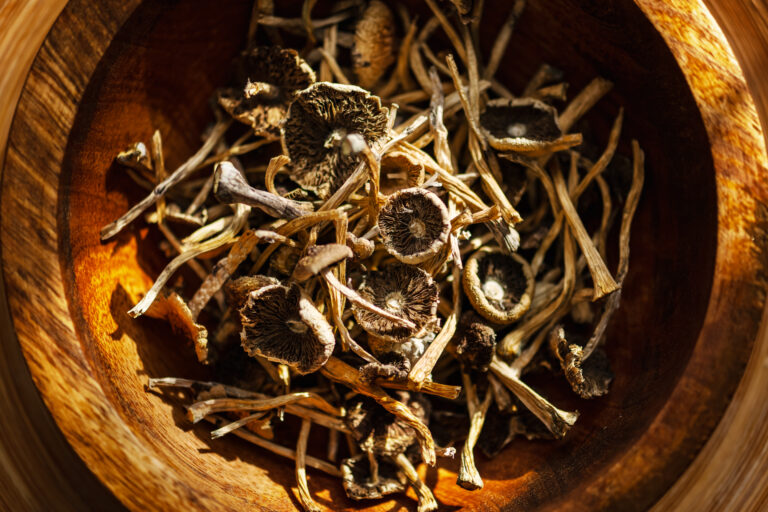 Psychedelic Psychiatry: The Promise of Magic Mushrooms in Mental Health Treatment