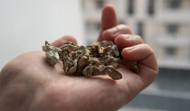 Psychedelics and the Law: Understanding the Global Regulatory Landscape