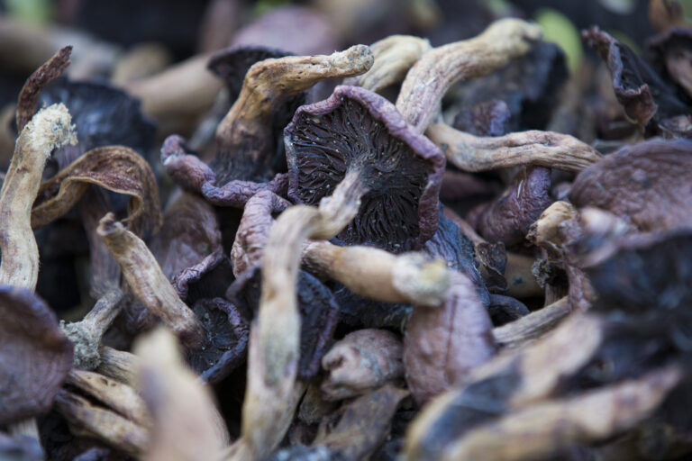 Decriminalization of Magic Mushrooms: Implications for Behavioral Health and Psychiatry