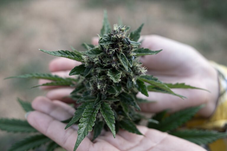 The Truth About Cannabis and Psychosis: Is the Risk Real?