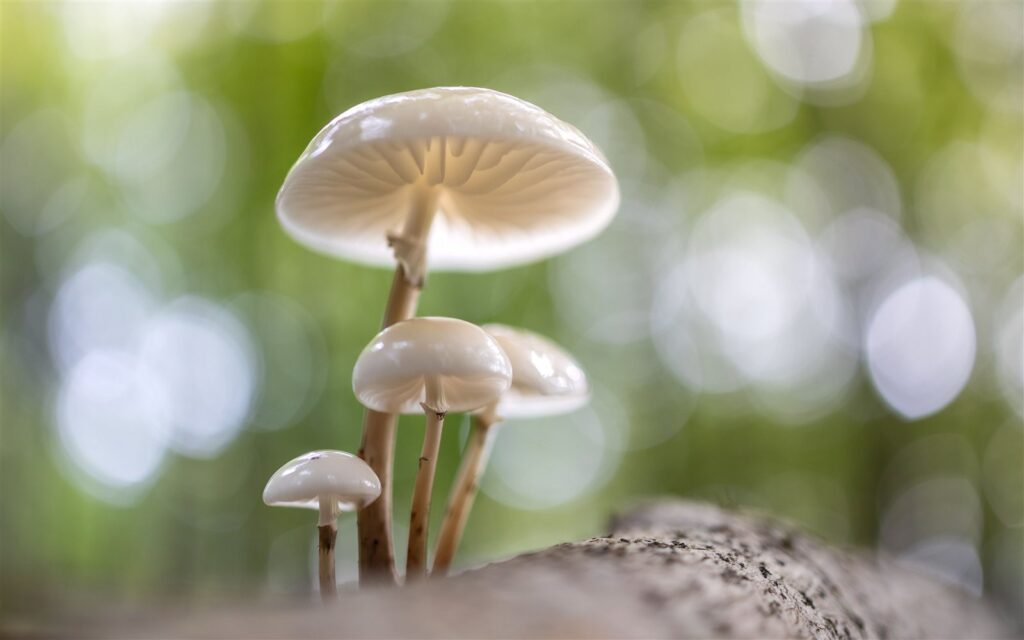 Psilocybin: What Patients Should Know